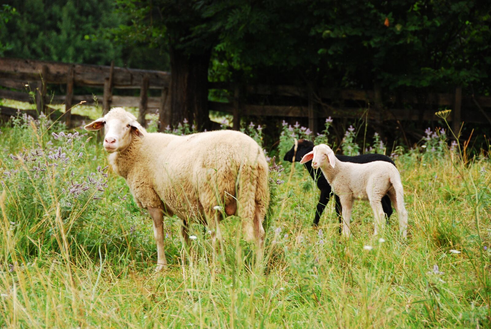 Nikon D80 sample photo. Sheep, meadow, nature photography