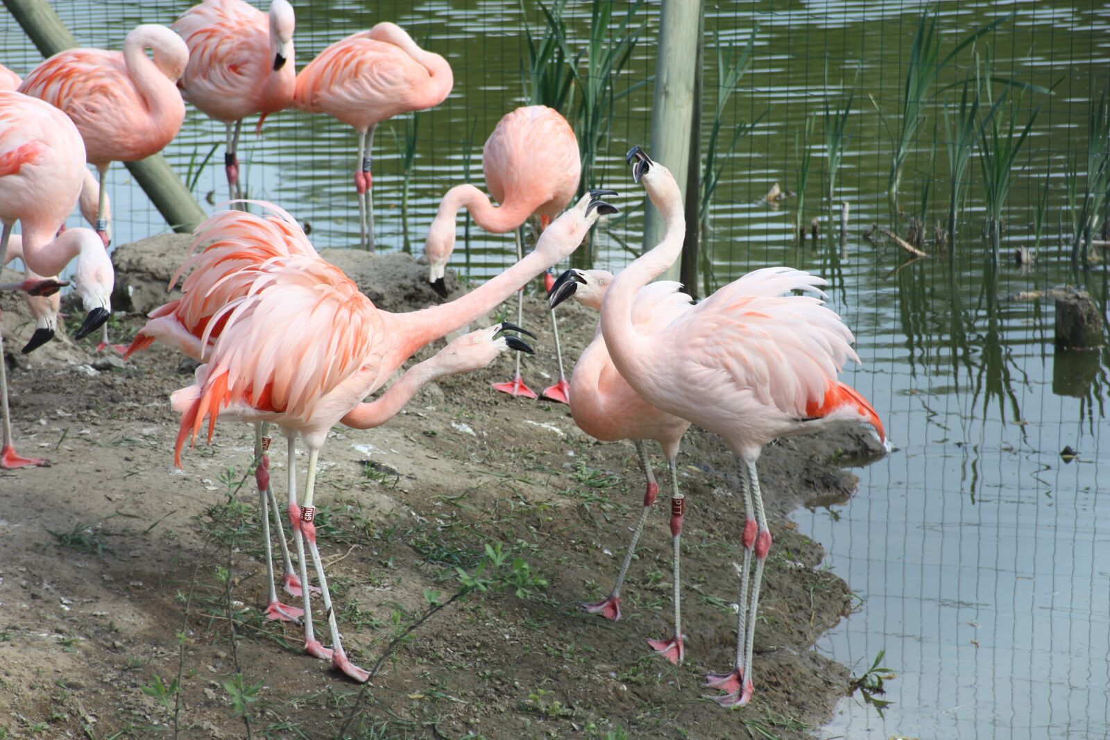 Canon EOS 450D (EOS Rebel XSi / EOS Kiss X2) sample photo. Flamingos, czerwonaki, czerwonakowate photography