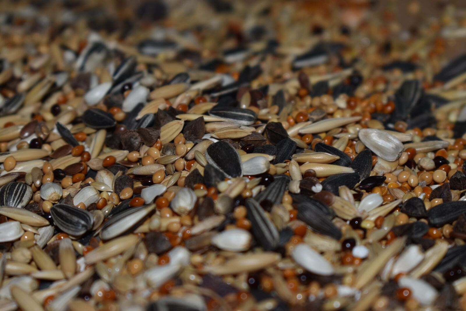 Nikon D3500 sample photo. Seed, focus, macro photography