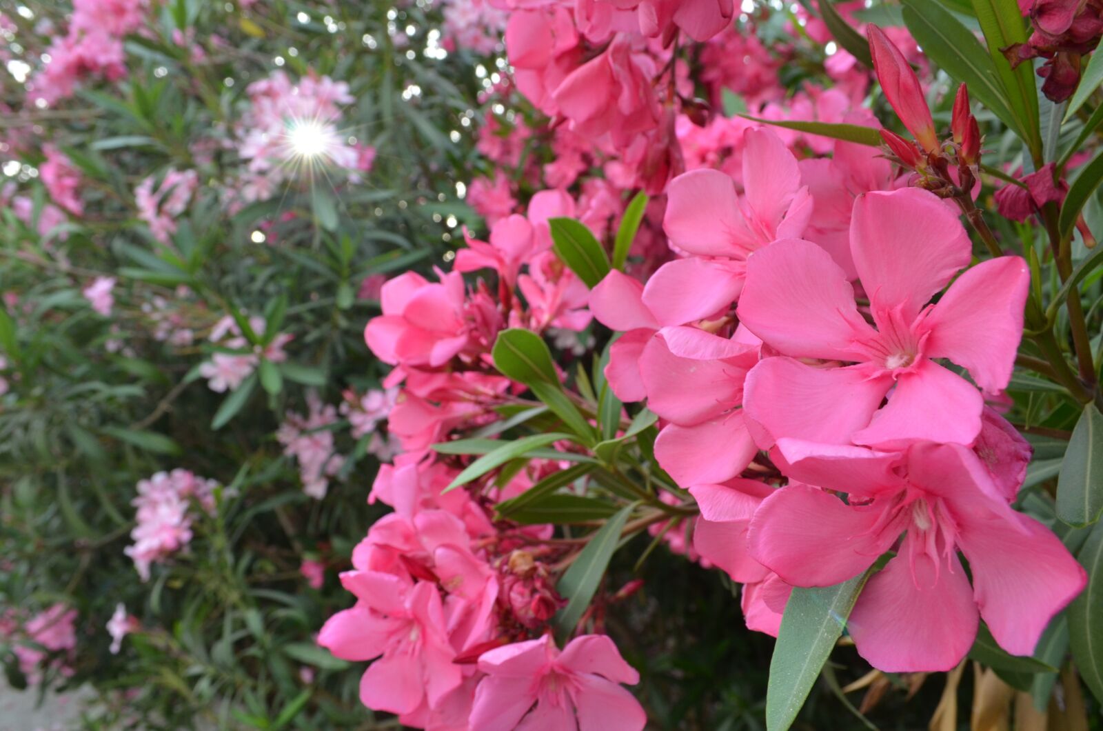 Nikon D5100 sample photo. Mykonos, pink, flower photography