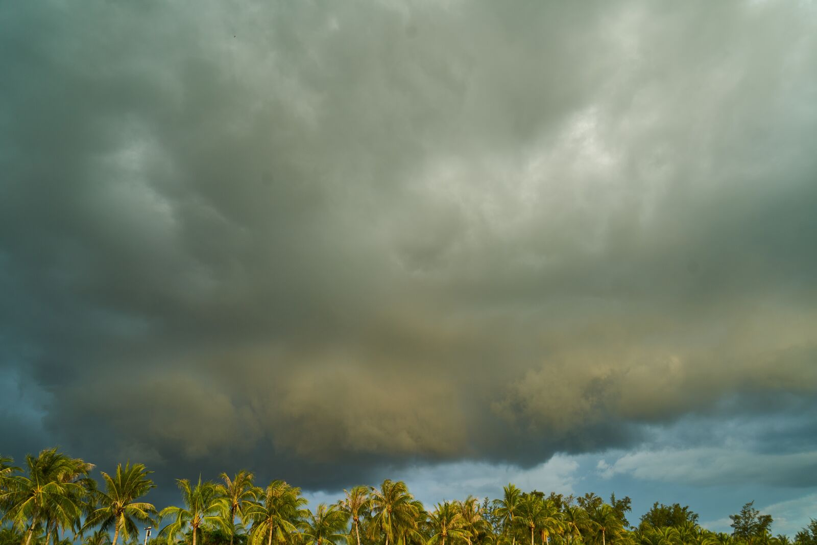 Sony a7R II sample photo. Landscape, trees, nature photography