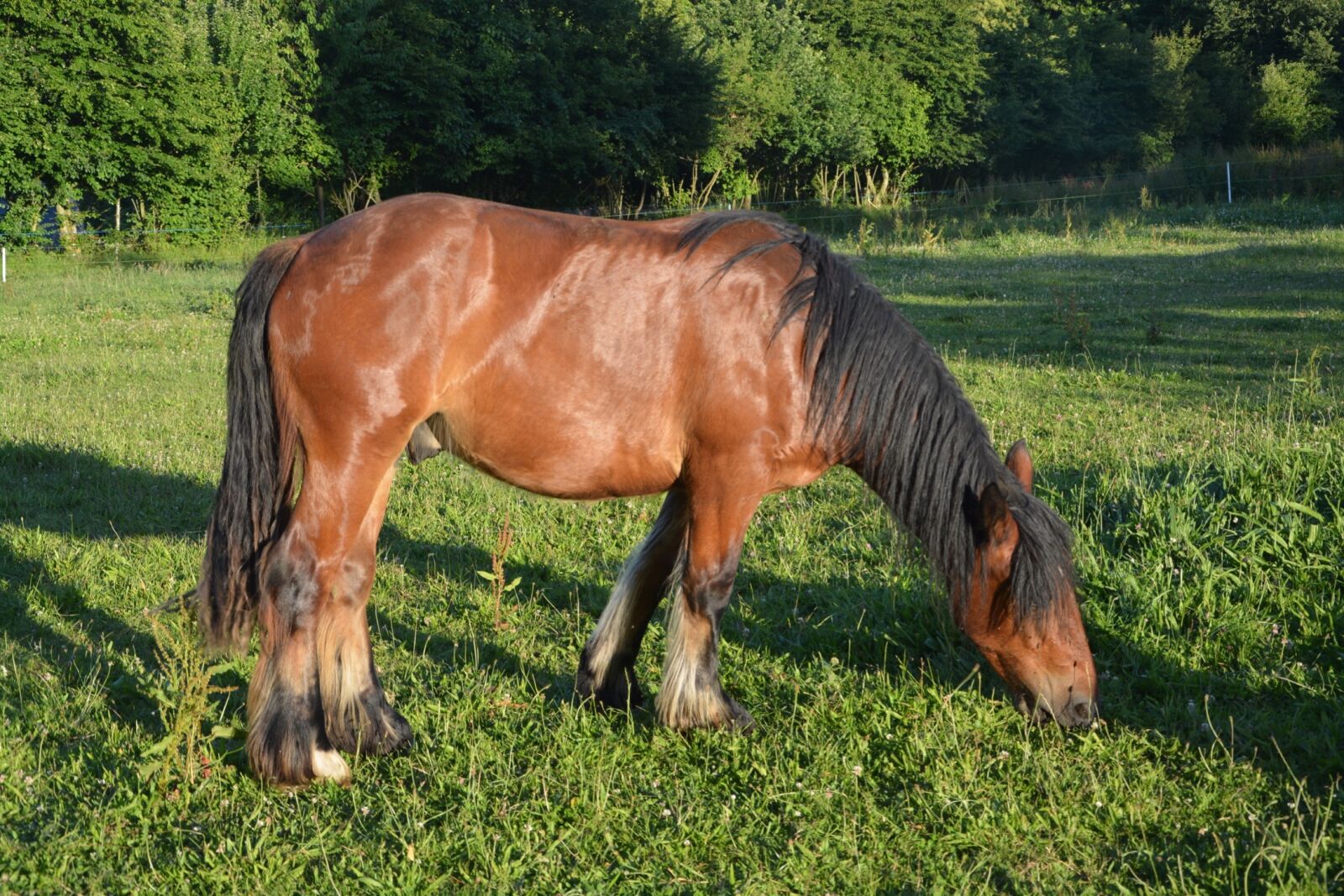 Nikon D5200 sample photo. Horse, equine, mane photography