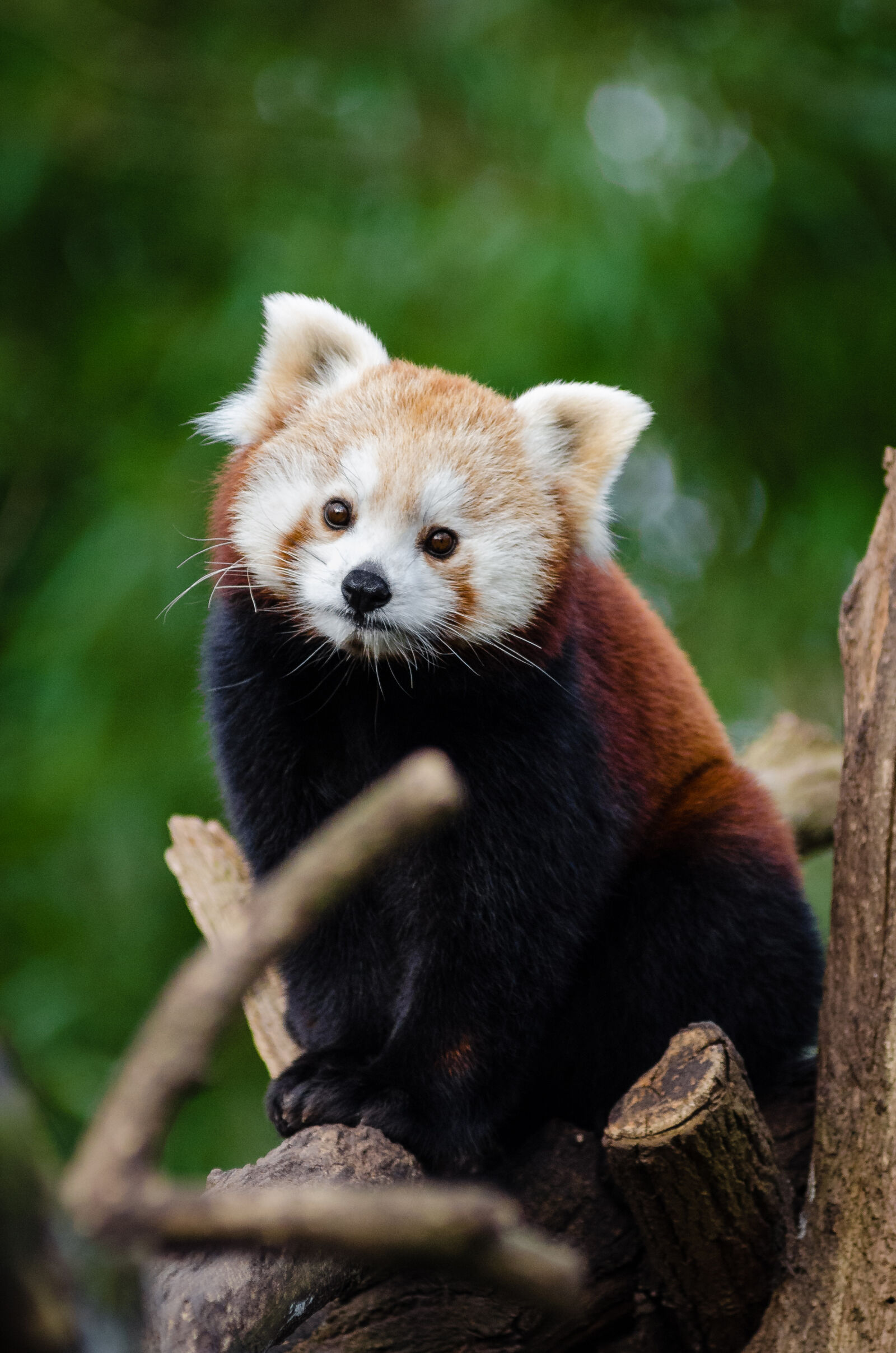 AF Zoom-Nikkor 80-200mm f/2.8 ED sample photo
