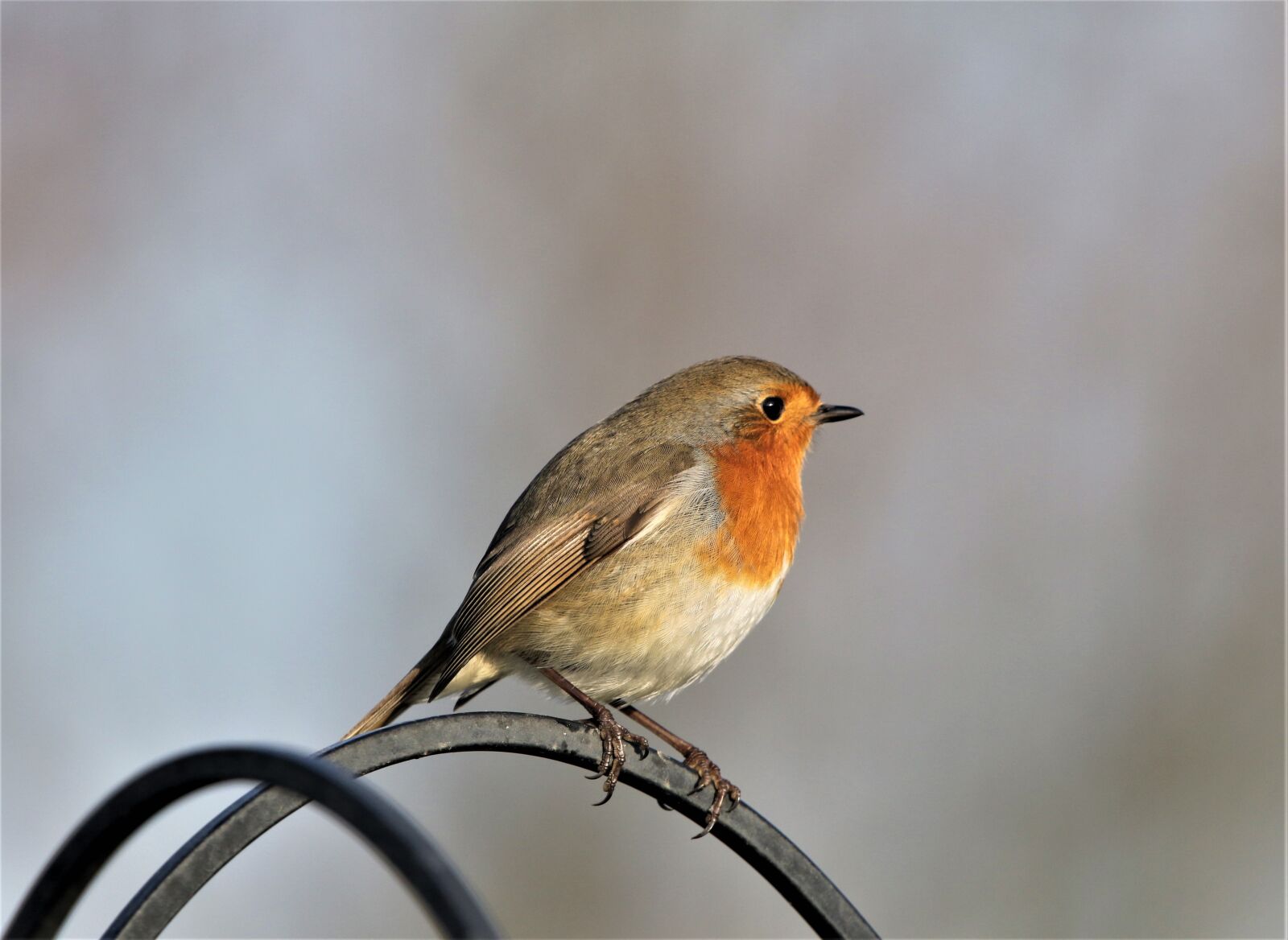 150-600mm F5-6.3 DG OS HSM | Contemporary 015 sample photo. Robin, robin redbreast, bird photography