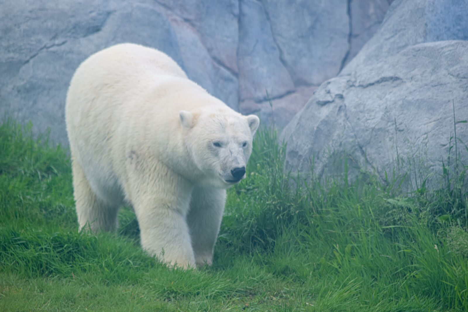 Nikon D3300 sample photo. Polar bear, bear, polar photography