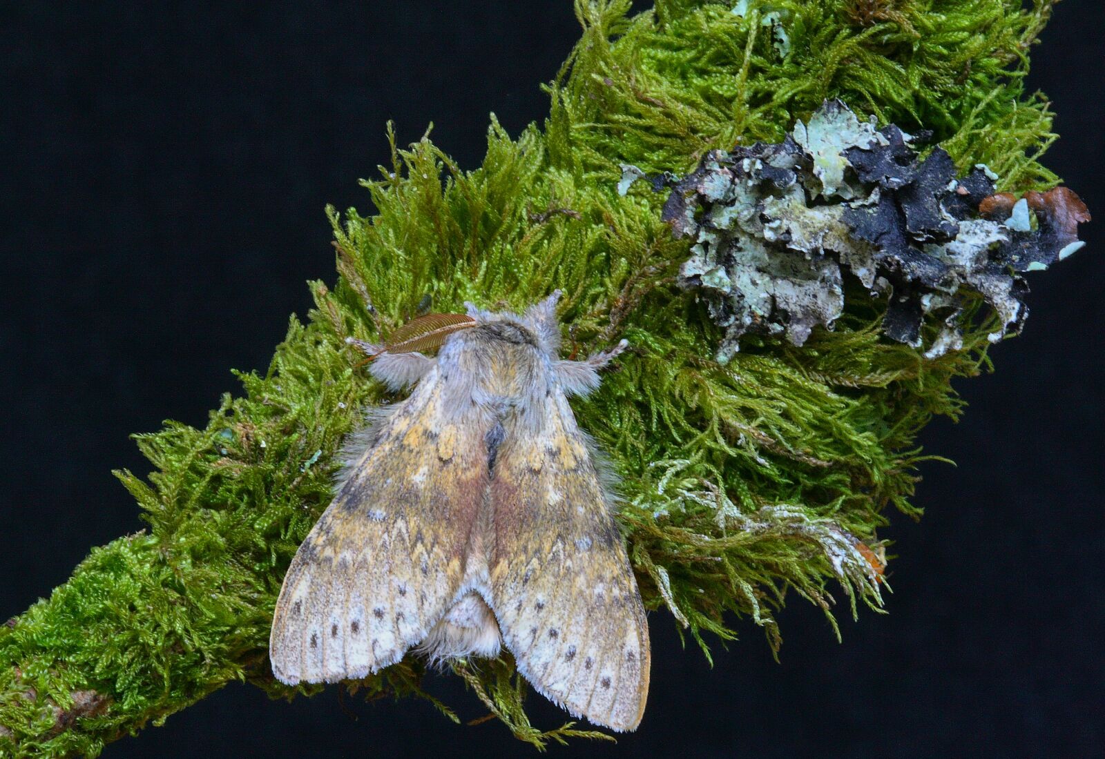 Canon EOS 400D (EOS Digital Rebel XTi / EOS Kiss Digital X) sample photo. Moth, lobster, nature photography