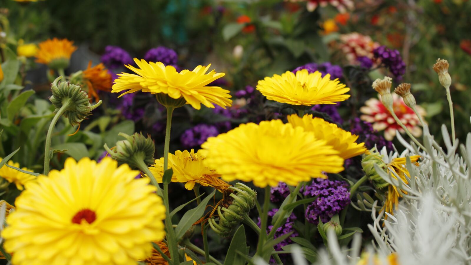 Canon EOS 700D (EOS Rebel T5i / EOS Kiss X7i) sample photo. Flowers, color, nature photography