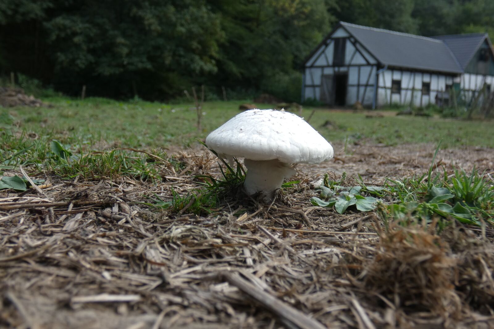 Panasonic DC-FZ83 sample photo. Mushroom, champignon, food photography