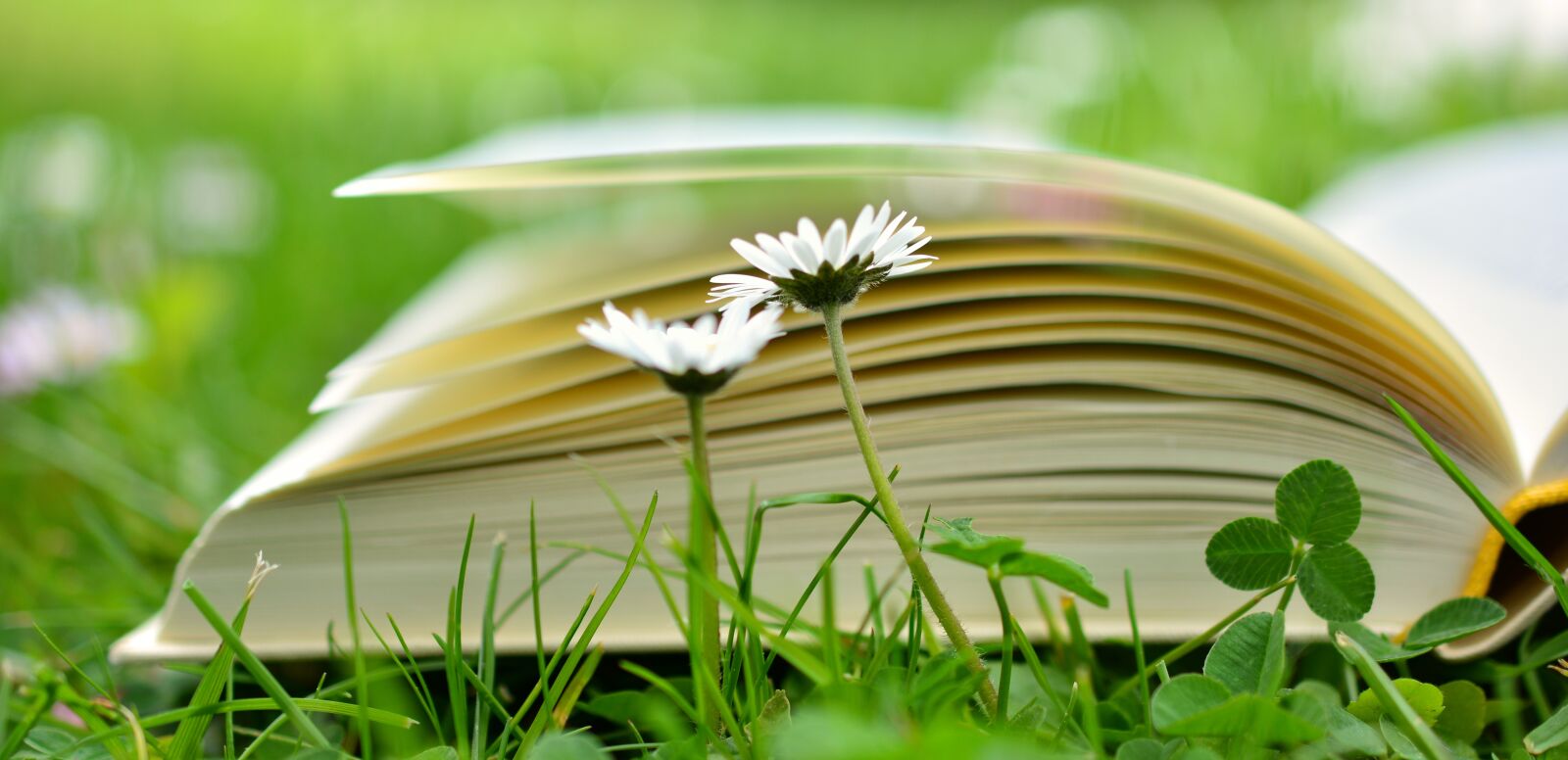 Nikon D5200 sample photo. Book, read, relax photography