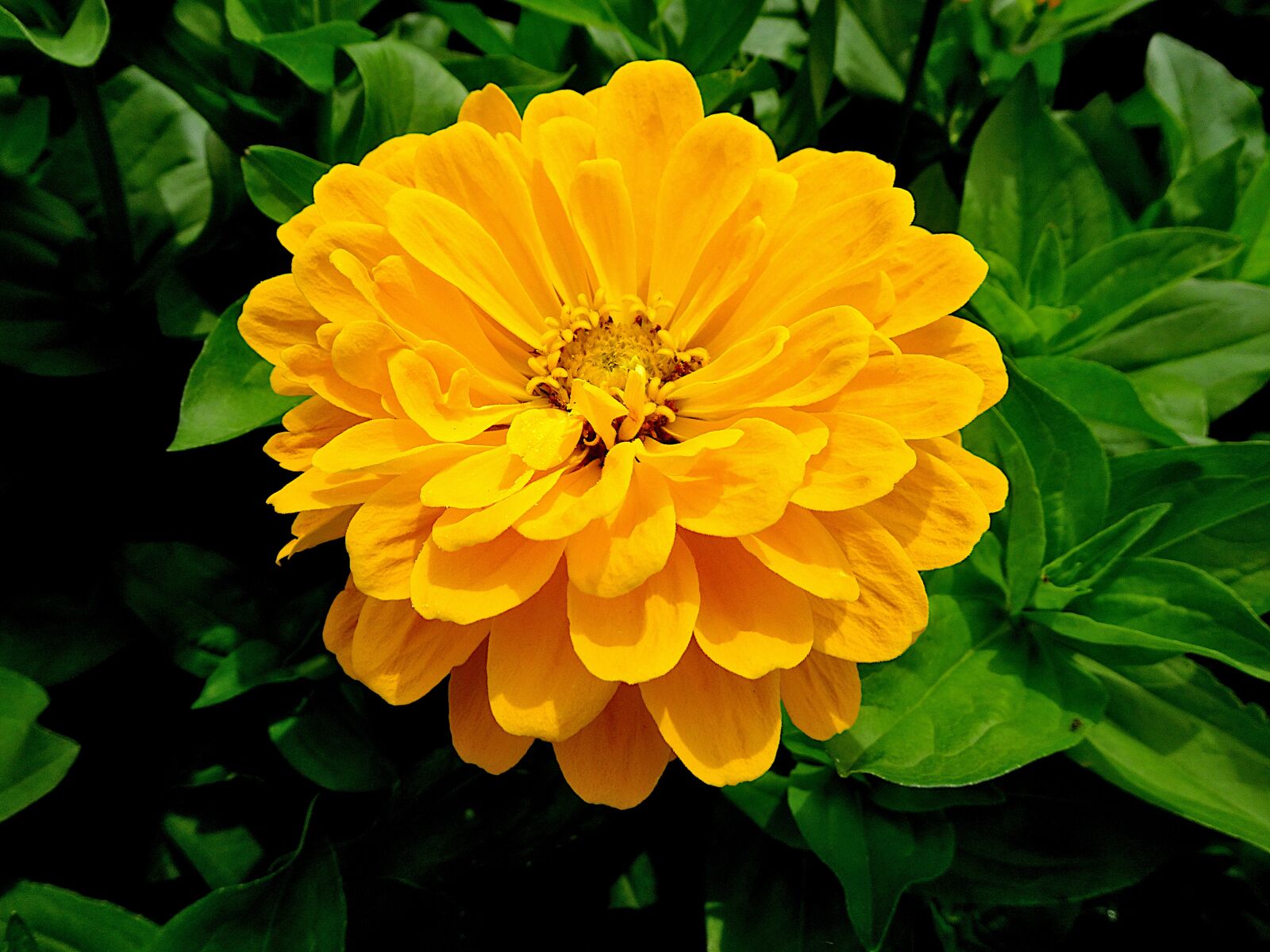 Sony Cyber-shot DSC-HX90V sample photo. Worry, marigold, flowers photography