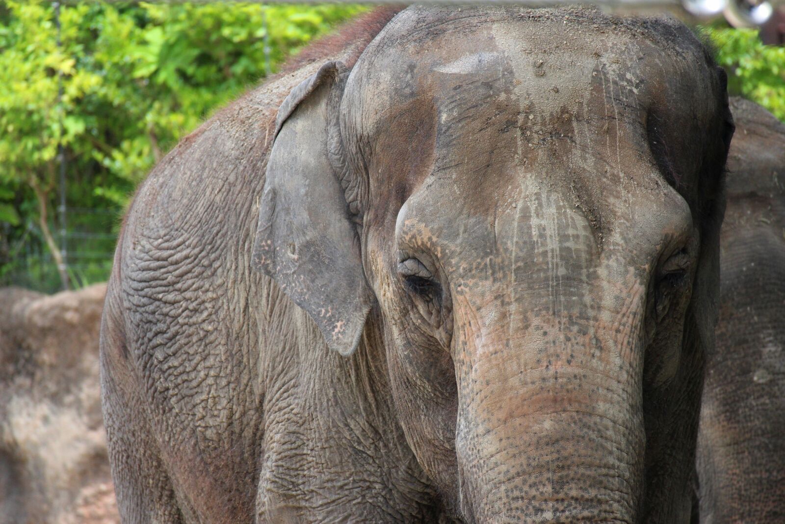 Canon EOS M2 sample photo. Elephant, animal, zoo photography
