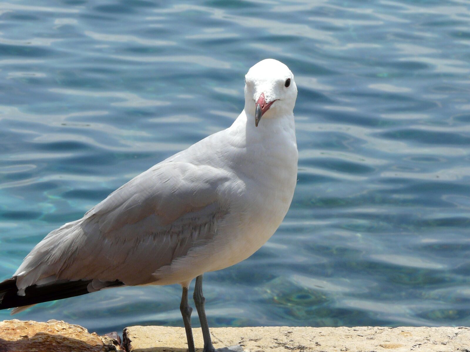 Panasonic DMC-FZ18 sample photo. Seagull, sea, water bird photography