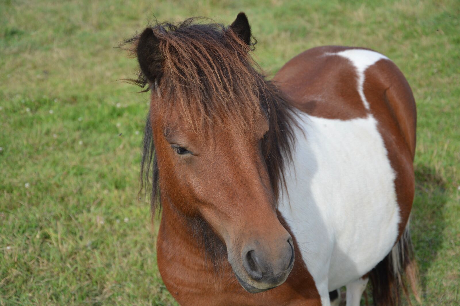 Nikon D5200 sample photo. Shetland pony, small horse photography