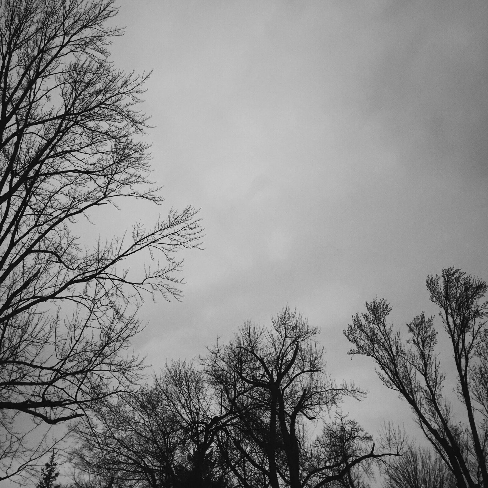 Apple iPhone 6 sample photo. Branches, iphone, nature, outdoors photography