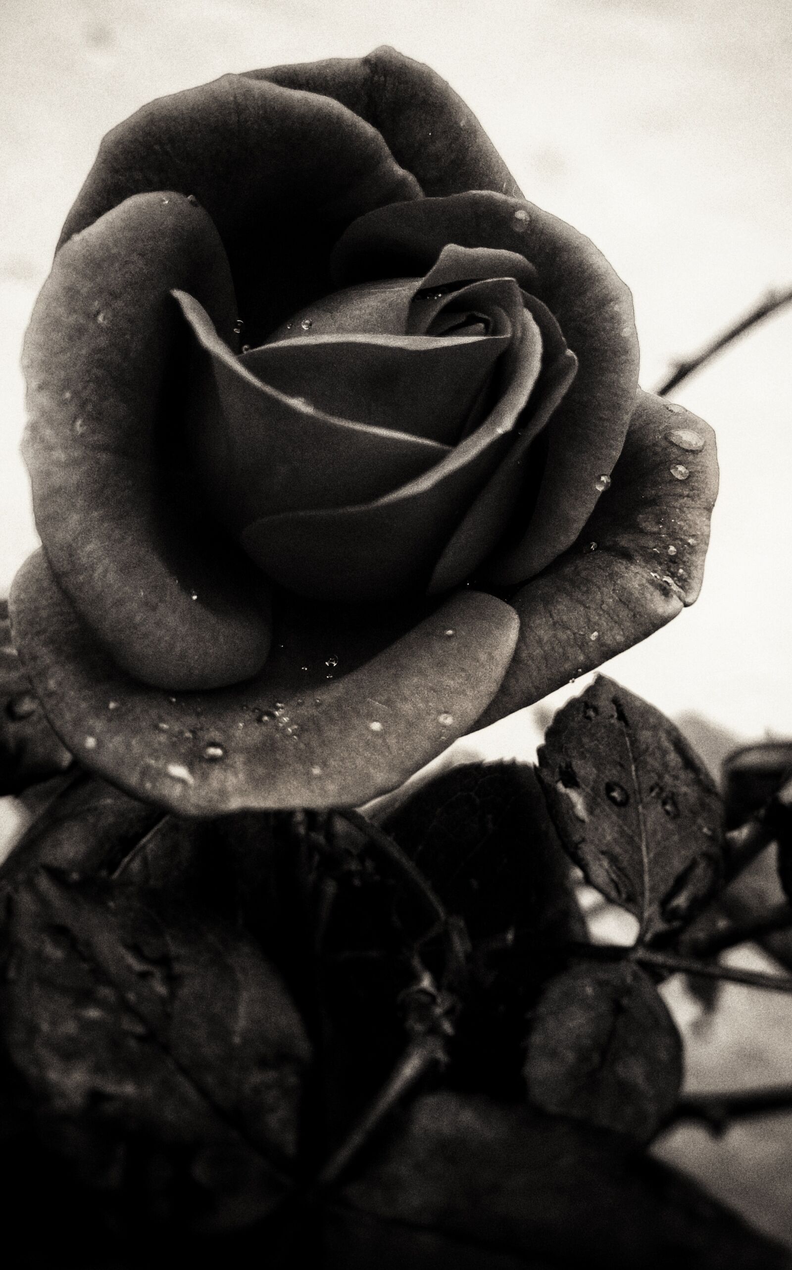 HTC 10 sample photo. Love black, flower, rose photography