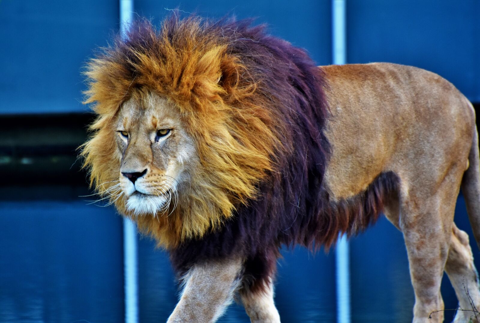 Nikon D7200 sample photo. Lion, big cat, predator photography