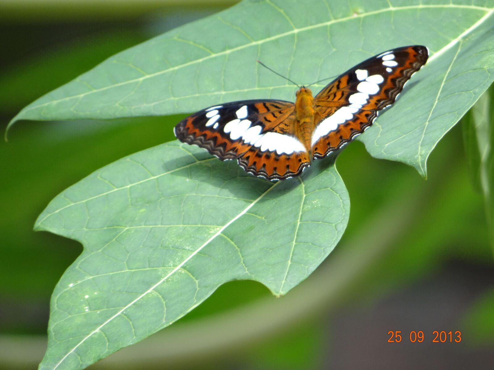 Sony DSC-HX200V sample photo. Butterfly, beauty, insect photography