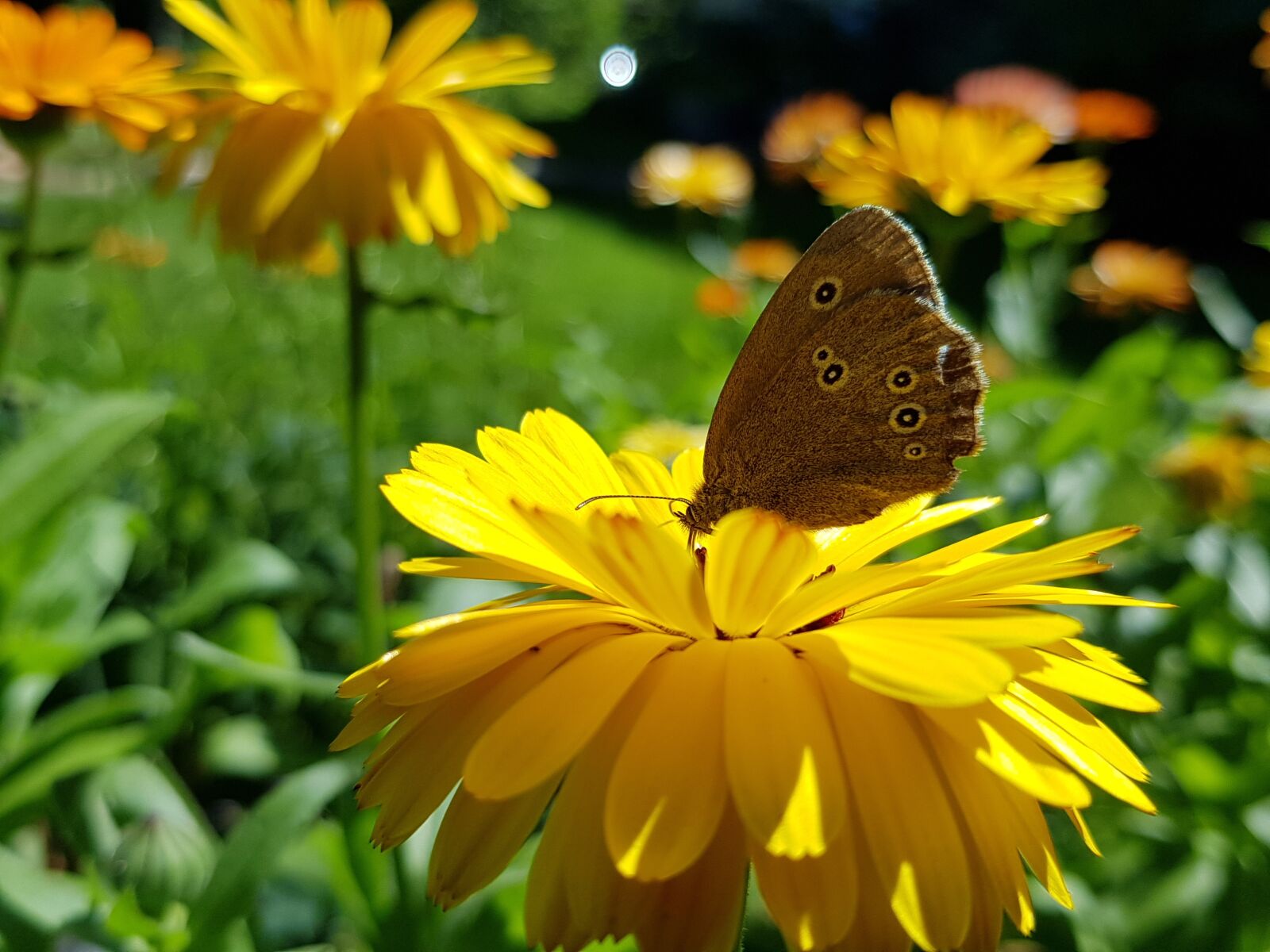 Samsung Galaxy S8+ sample photo. Ringlet, butterfly, flower photography
