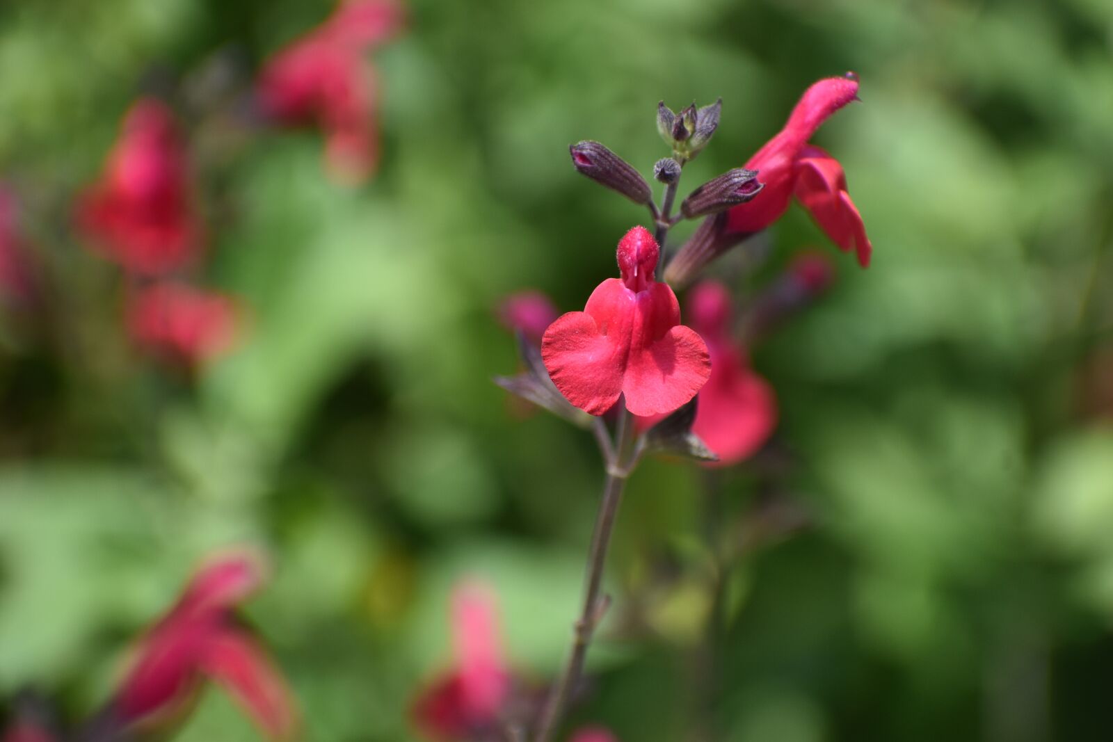 Nikon D5600 sample photo. 花, flowers, natural photography