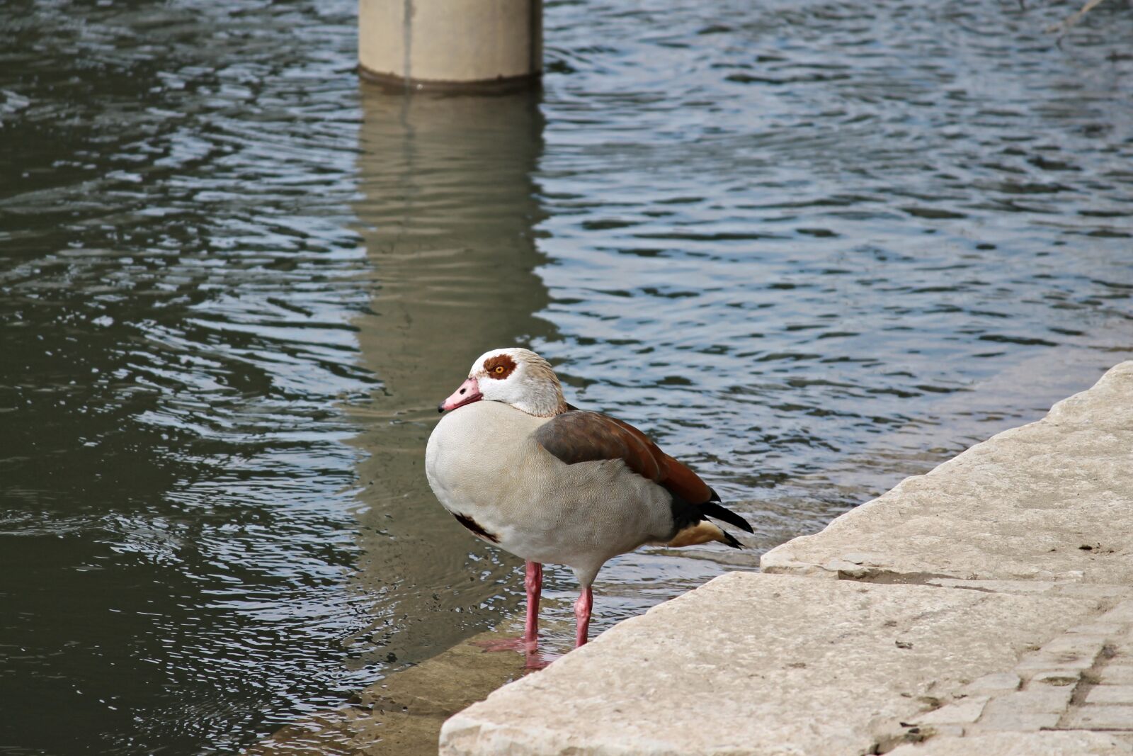 Canon EOS 1100D (EOS Rebel T3 / EOS Kiss X50) sample photo. Nilgans, water bird, alopochen photography