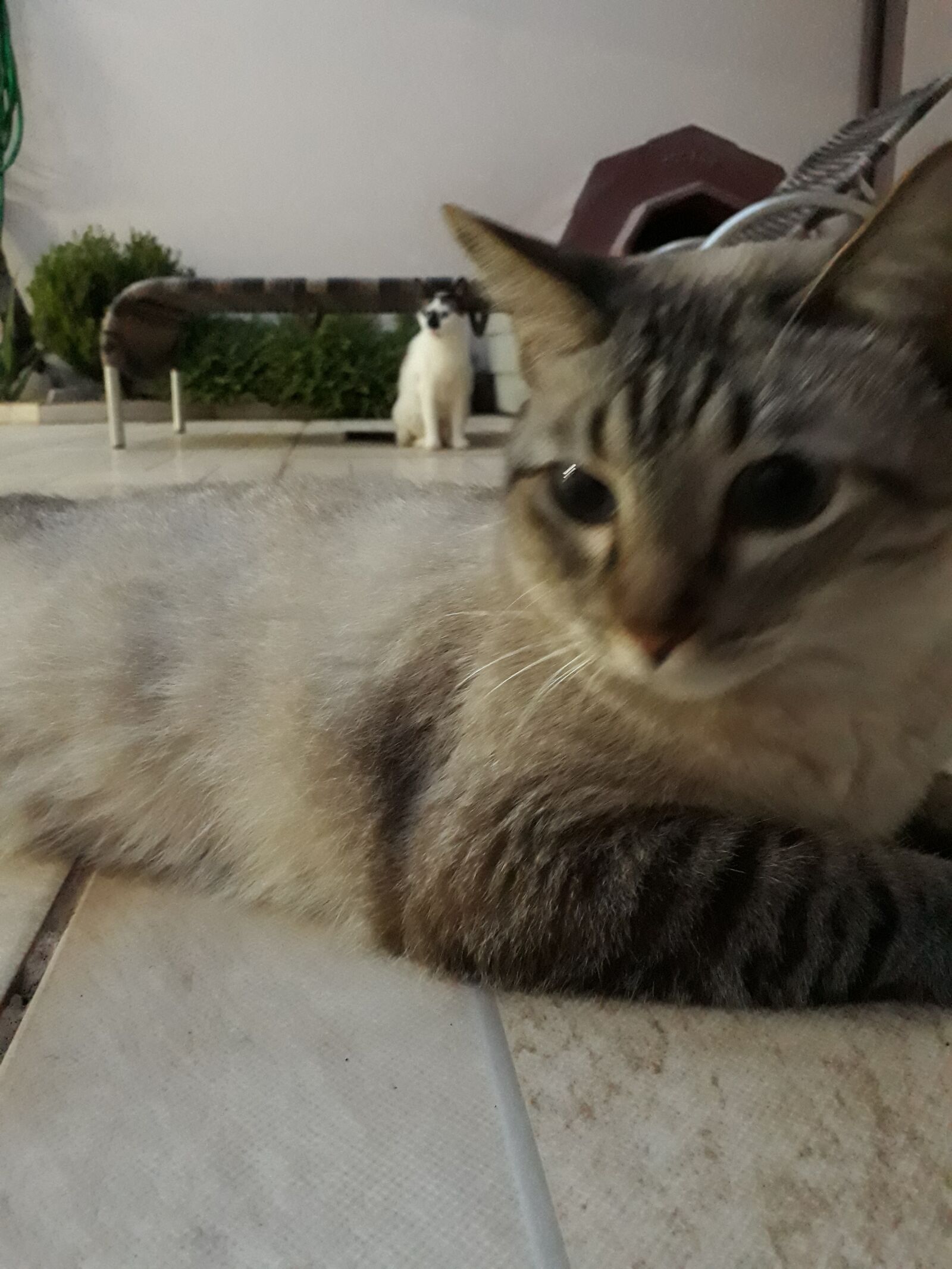 Samsung Galaxy J7 Prime sample photo. Cat, home, gray photography
