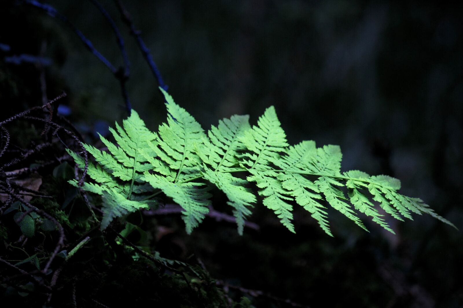 Canon EF-S 55-250mm F4-5.6 IS sample photo. Land-art, forest art, leaf photography