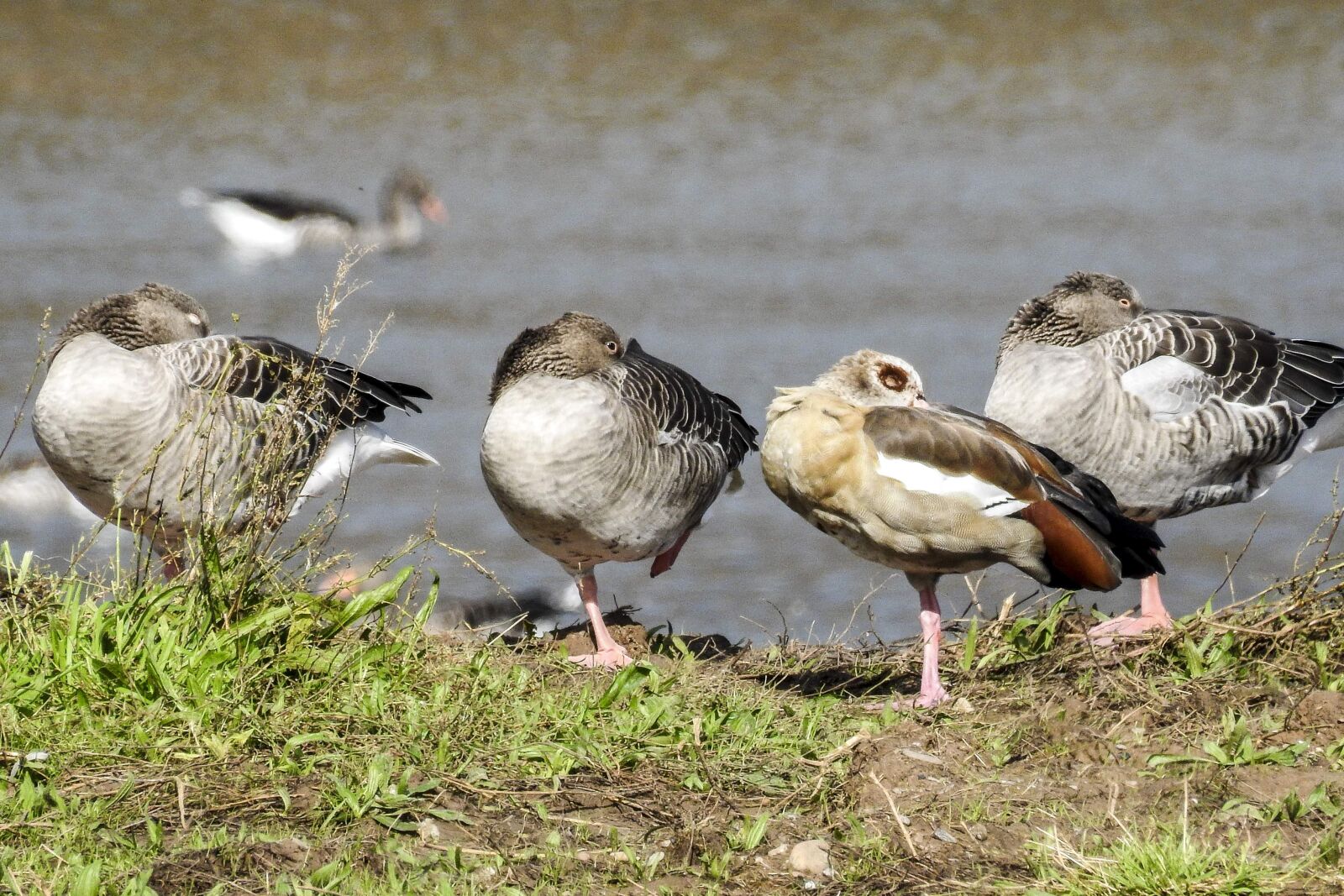 Nikon Coolpix P900 sample photo. Goose, water bird, bird photography
