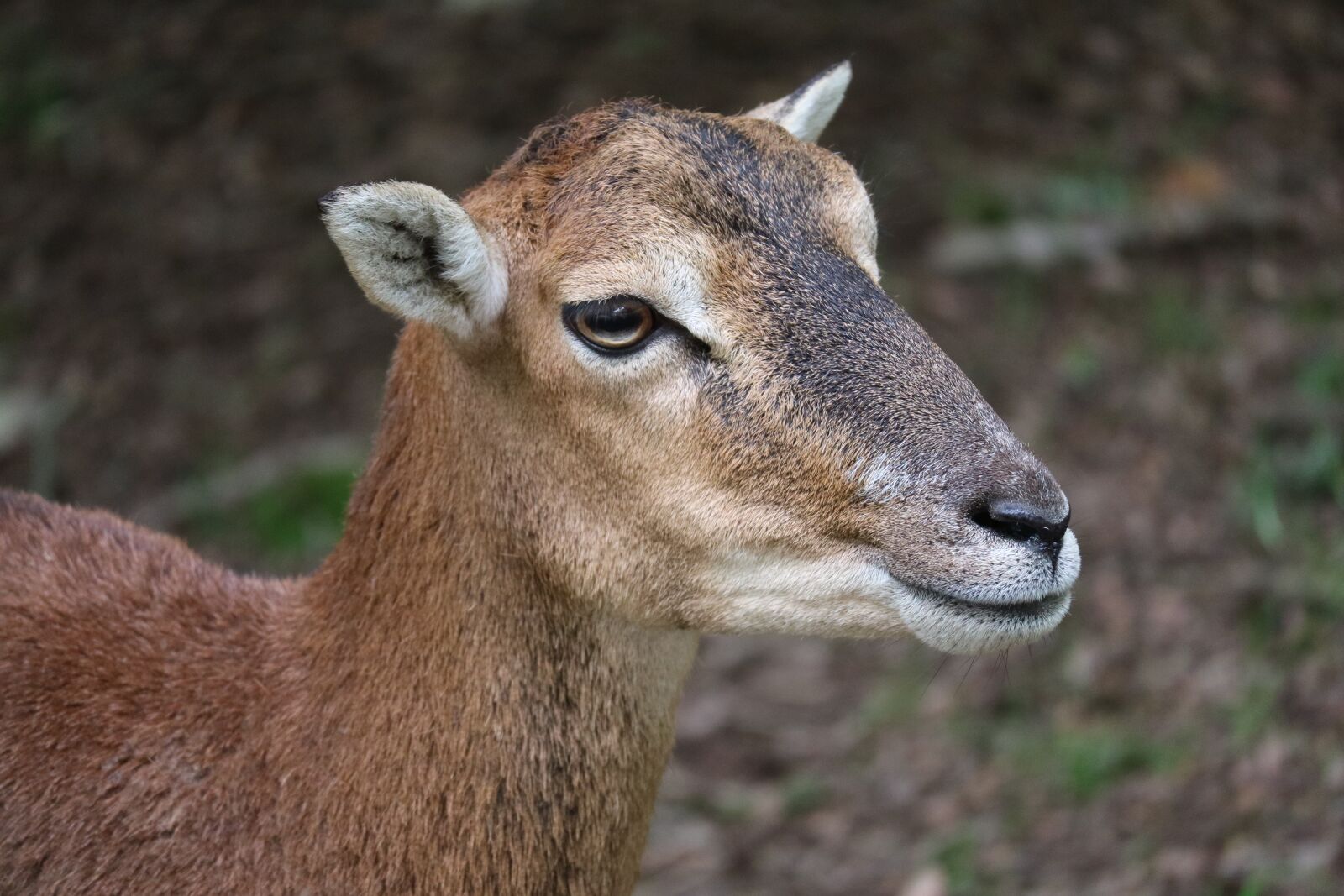 Canon EOS M3 sample photo. Goat, wild, close up photography