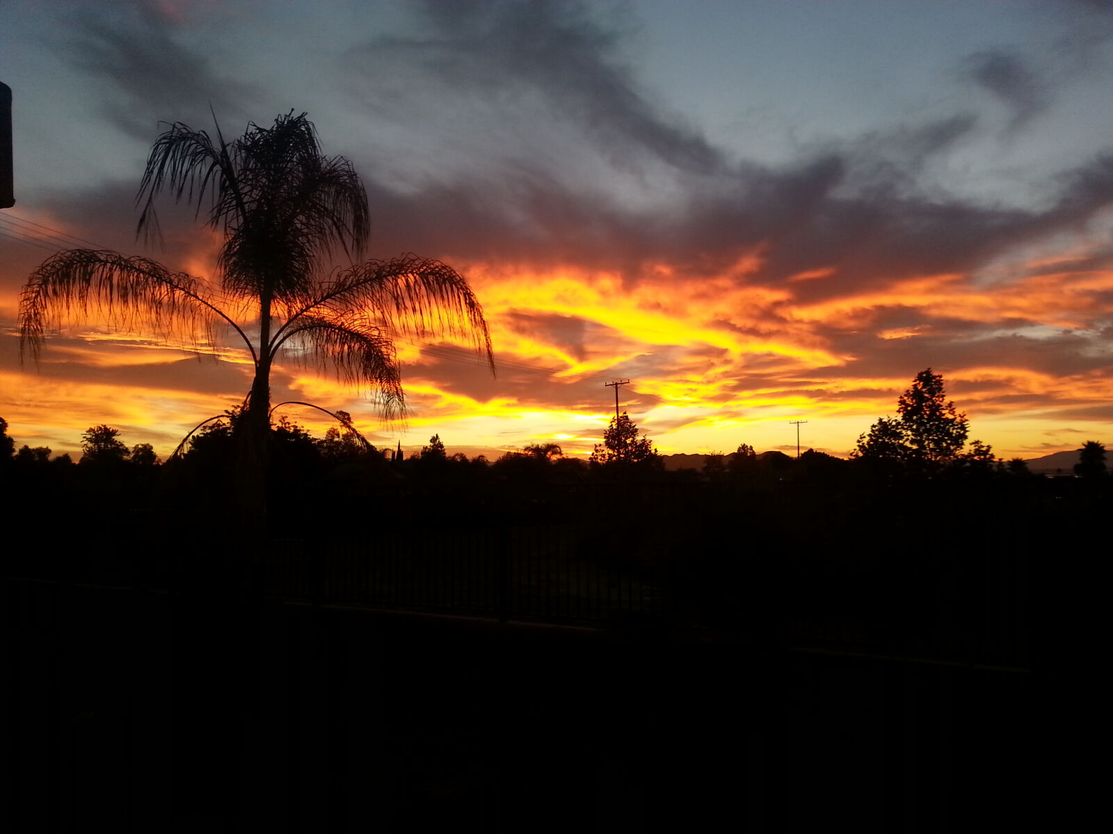 Samsung Galaxy S3 sample photo. Palm, trees, silhouette, during photography