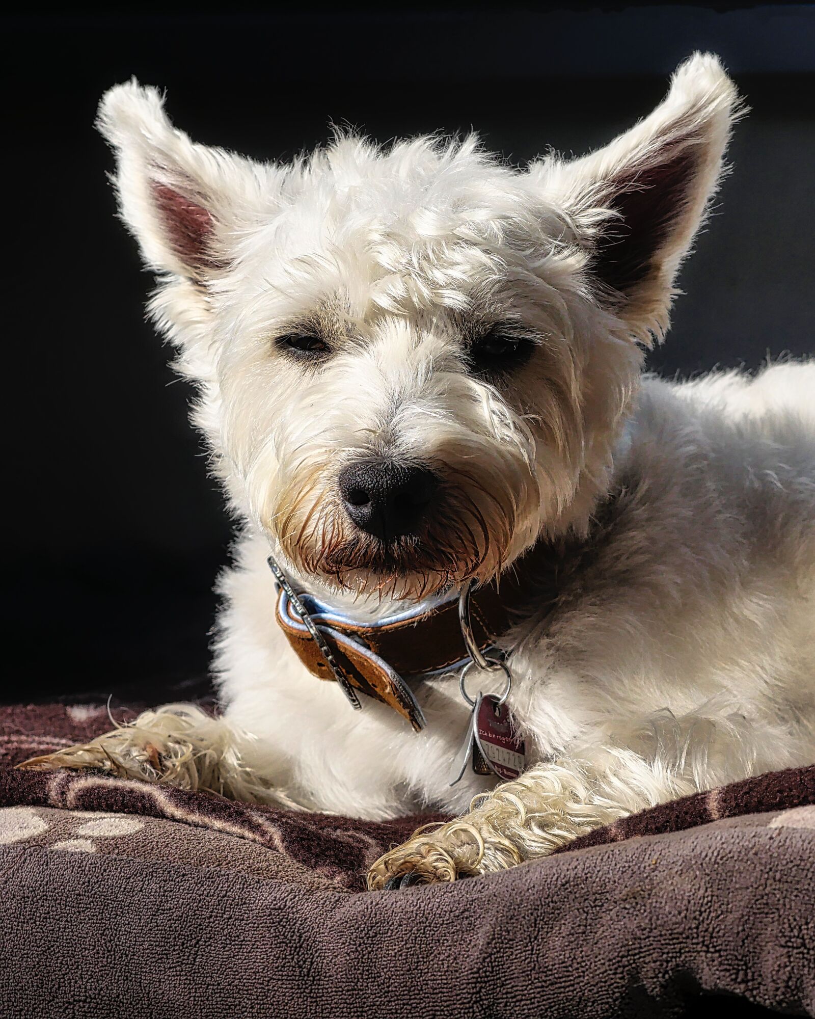 Panasonic Lumix DMC-GX8 sample photo. Dog, animal, mammal photography