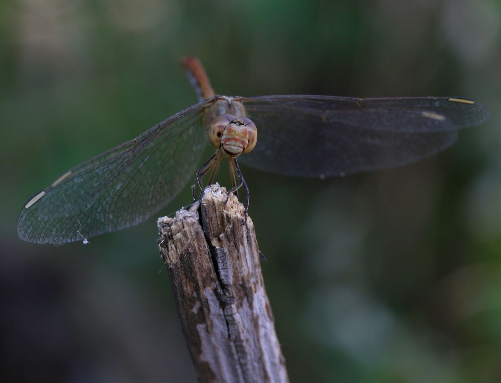 Canon EF-S 60mm F2.8 Macro USM sample photo. Dragonfly, insecta, wings photography