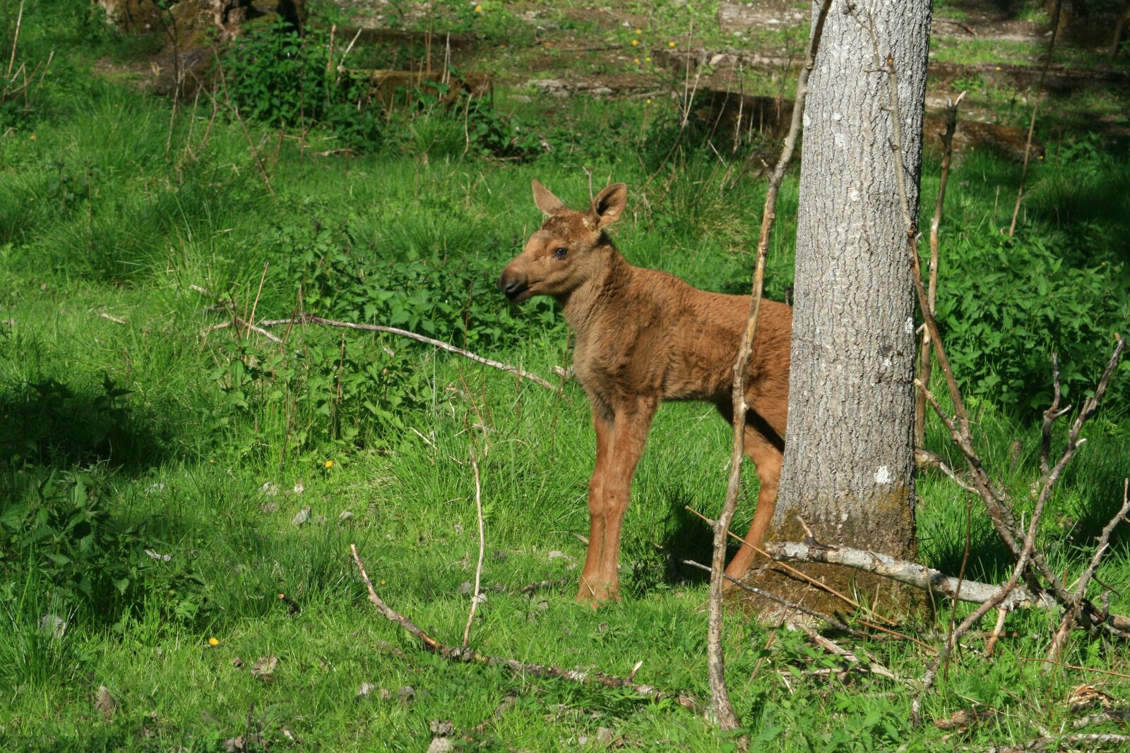 Canon EOS 400D (EOS Digital Rebel XTi / EOS Kiss Digital X) sample photo. Moose calf, sweden, young photography