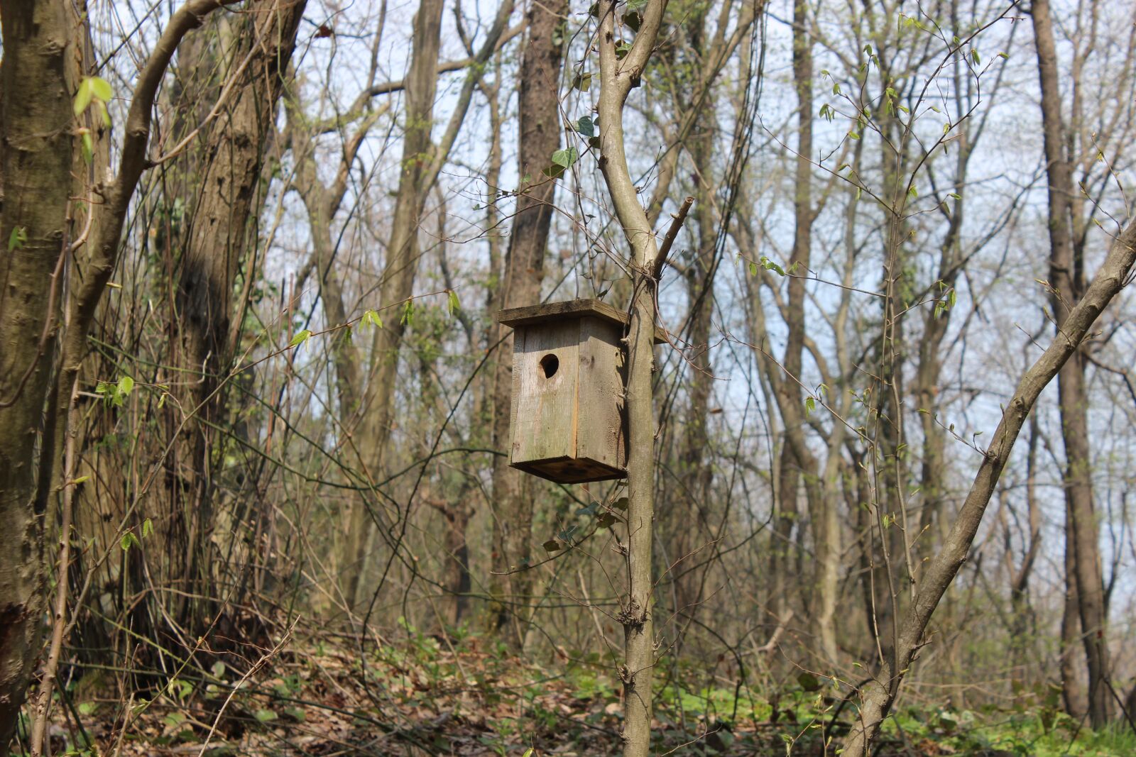 Canon EOS 600D (Rebel EOS T3i / EOS Kiss X5) sample photo. Bird, slot, istanbul photography