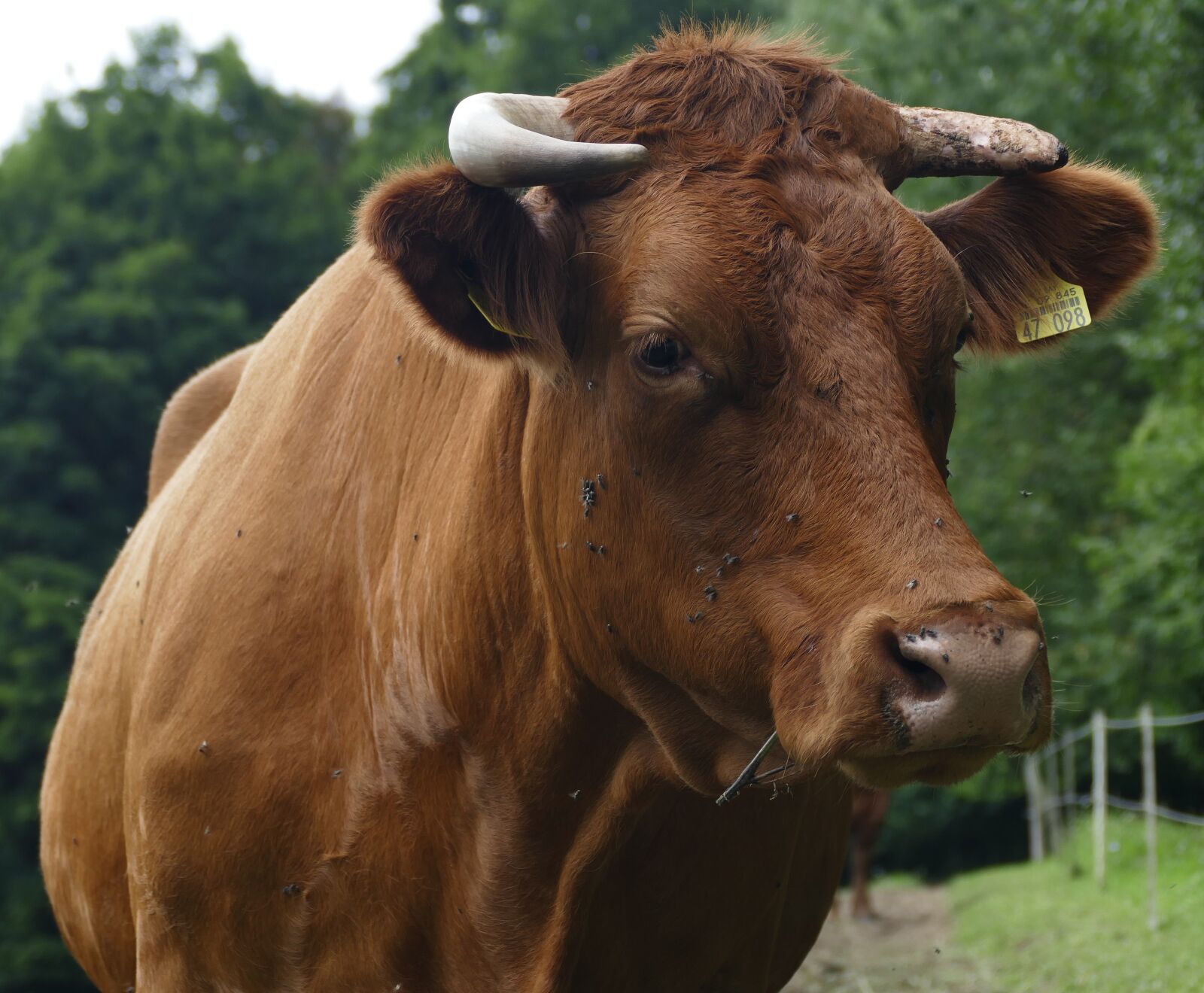 Panasonic Lumix DMC-FZ1000 sample photo. Cow, beef, fly plage photography