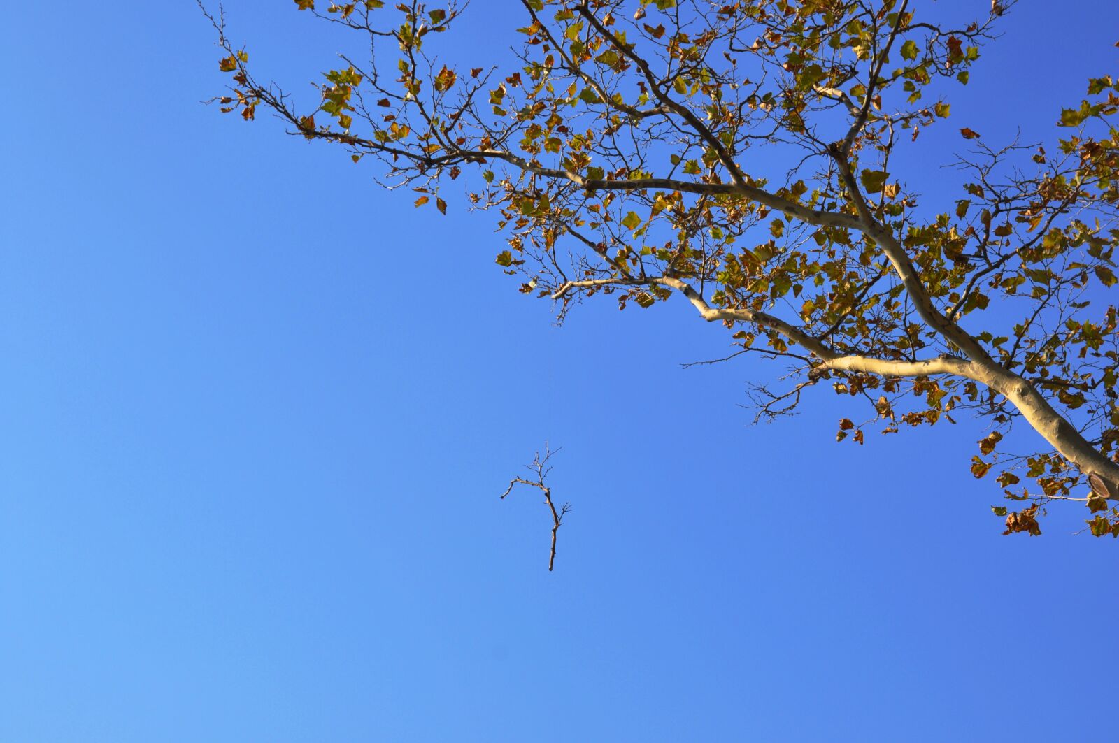 Nikon D90 sample photo. Autumn, tree, himmel photography