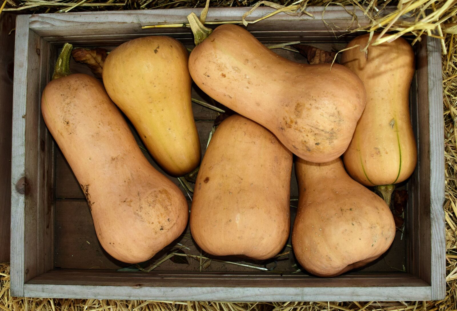Nikon D3300 sample photo. Pumpkin, butternut squash, butternut photography