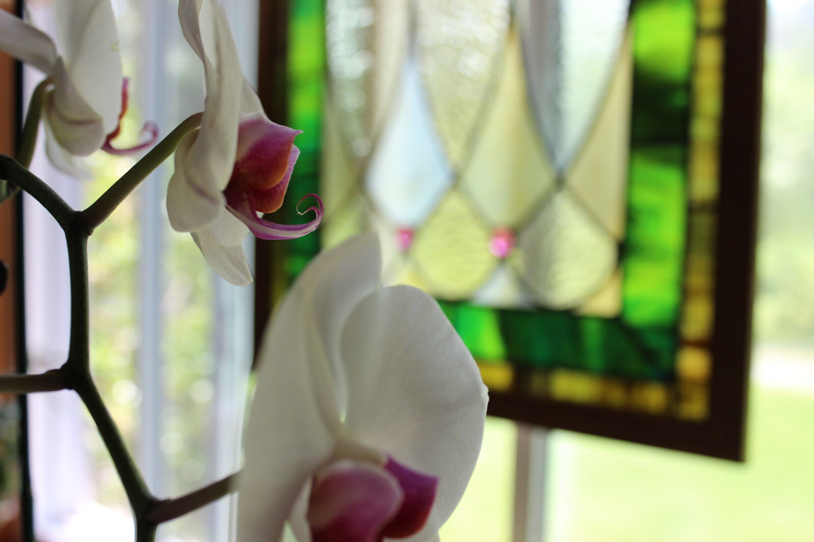 Canon EOS 600D (Rebel EOS T3i / EOS Kiss X5) sample photo. Close, up, of, flower photography