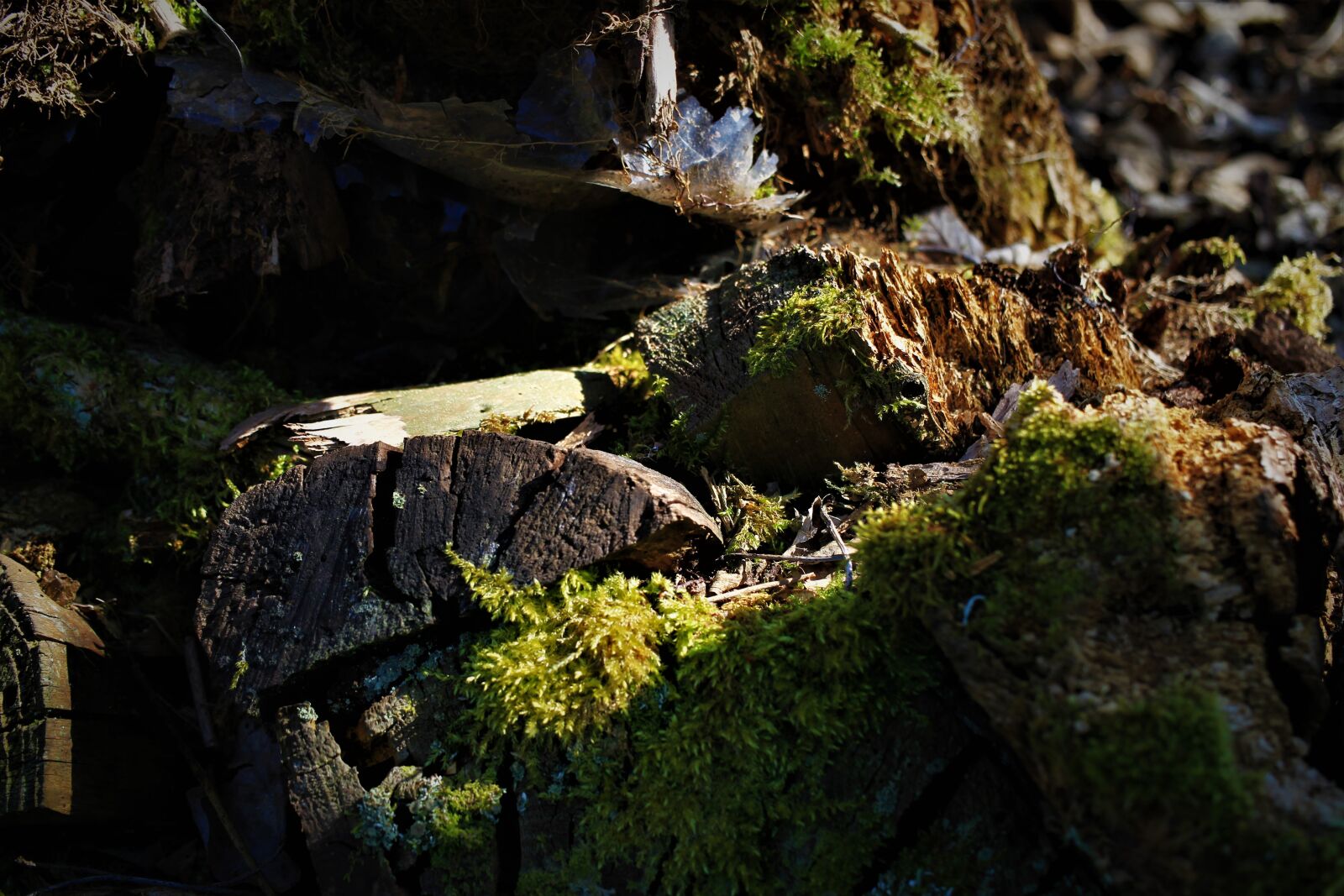 Canon EF-S 35mm F2.8 Macro IS STM sample photo. Wood, moss, old photography