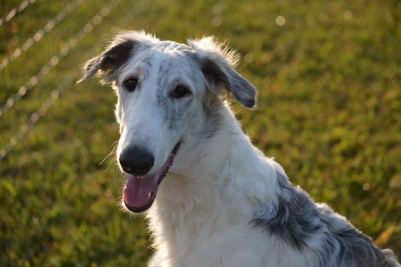 Nikon D5200 sample photo. Dog, pup, puppy photography
