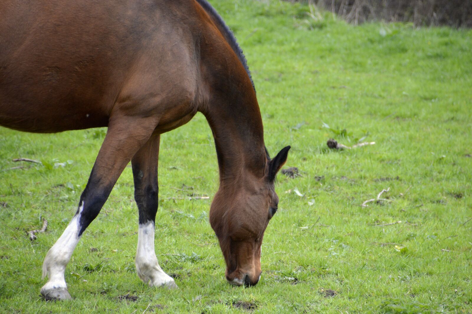 Nikon D3200 sample photo. Mammal, lawn, animal photography