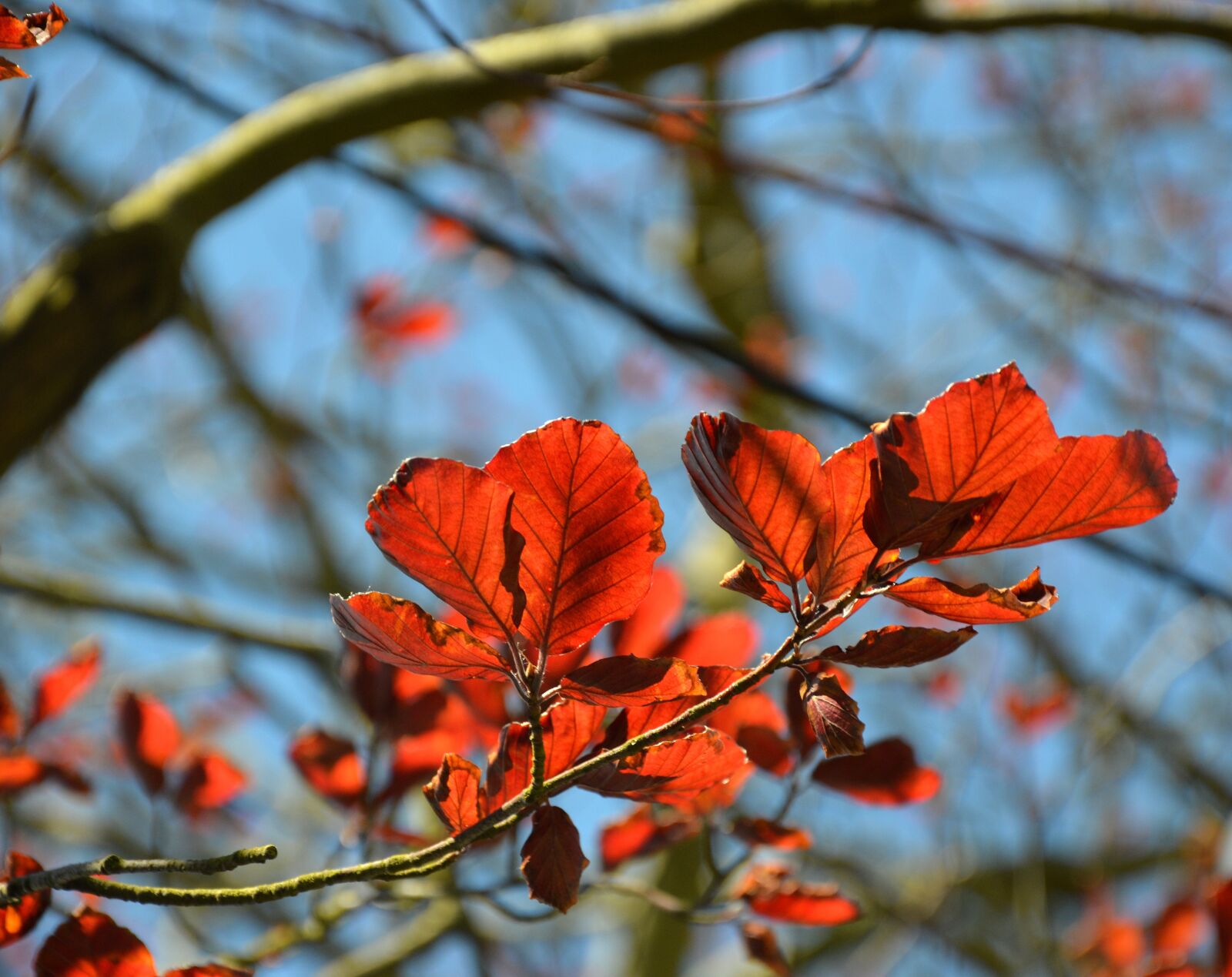 Nikon D3200 sample photo. Leaves, tree, deciduous tree photography