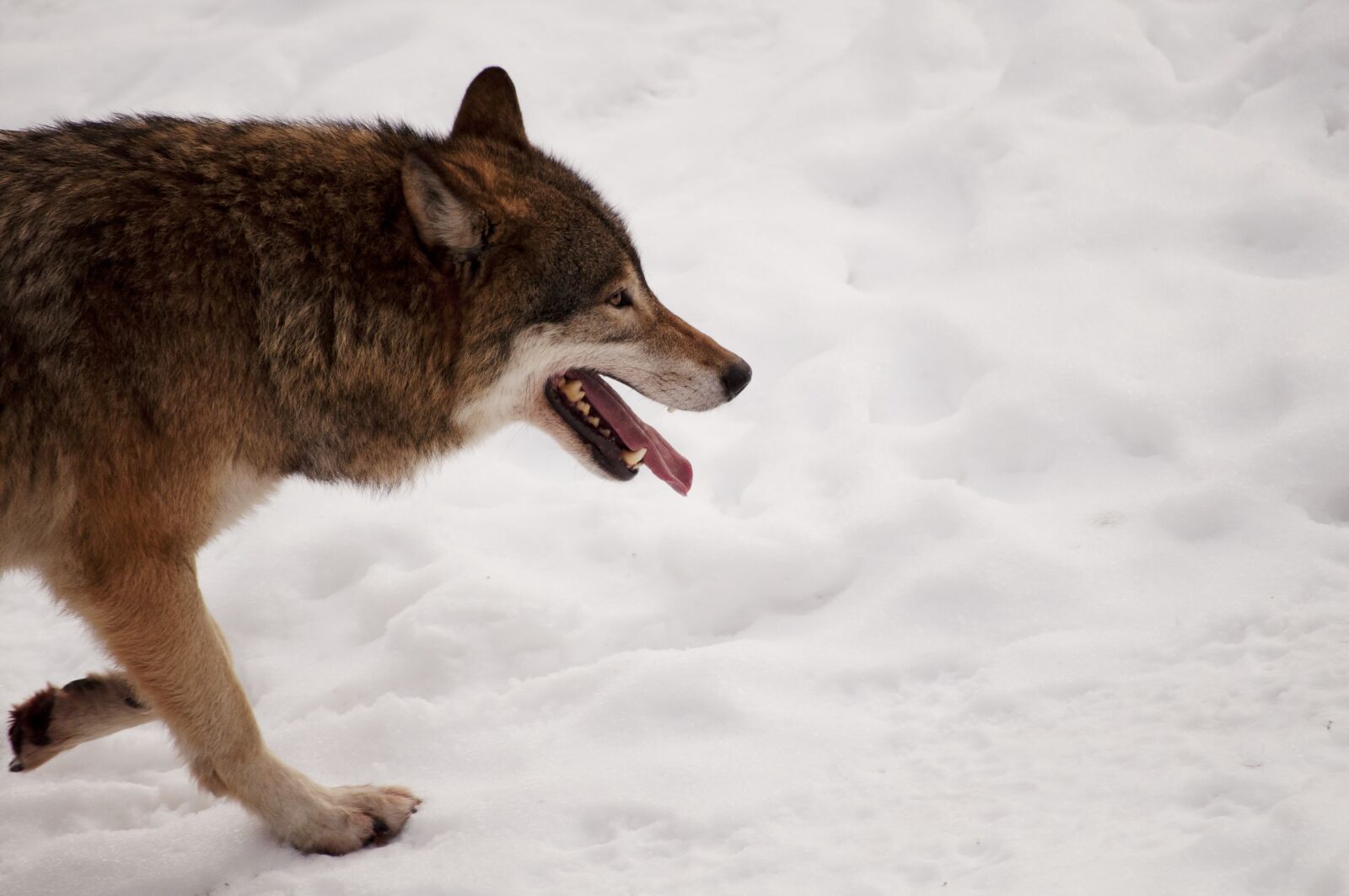 Nikon D5000 sample photo. Winter, snow, cold photography
