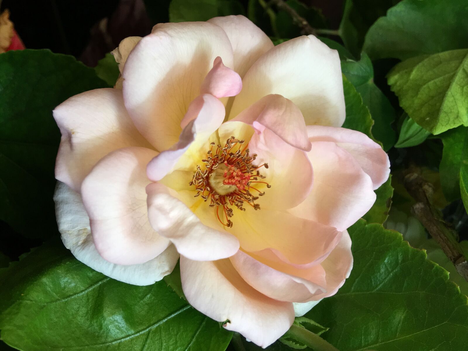Apple iPhone 6s Plus sample photo. Pink rose, pistils, flower photography