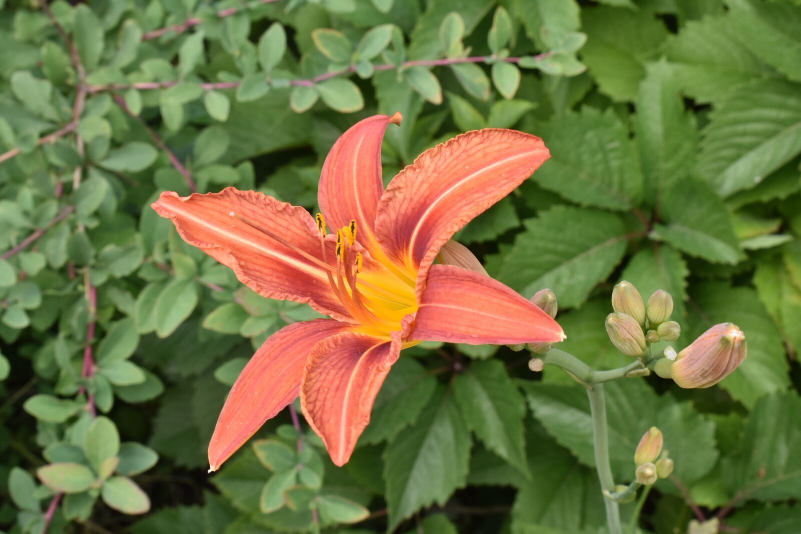 Nikon D3400 sample photo. Day-lily, orange, flower photography