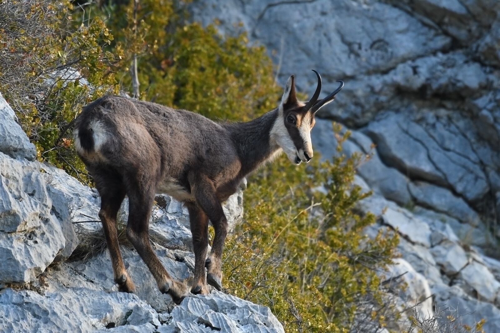 Nikon D500 sample photo. Chamois, mammal, nature photography