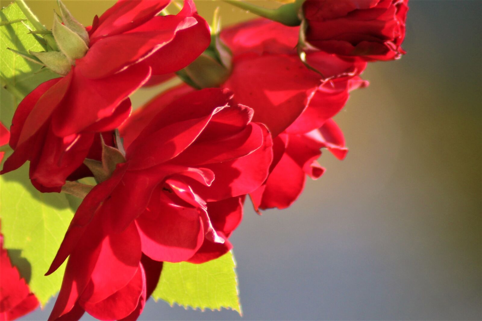 Canon EOS 1300D (EOS Rebel T6 / EOS Kiss X80) sample photo. Rose, natural, beautiful photography