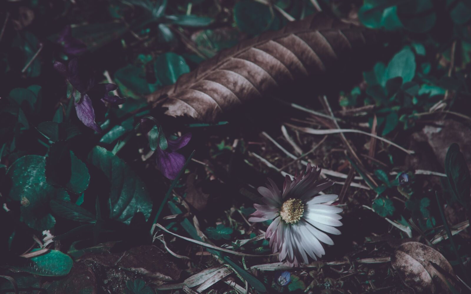 Nikon D5100 sample photo. Leaves, grasses, flowers photography