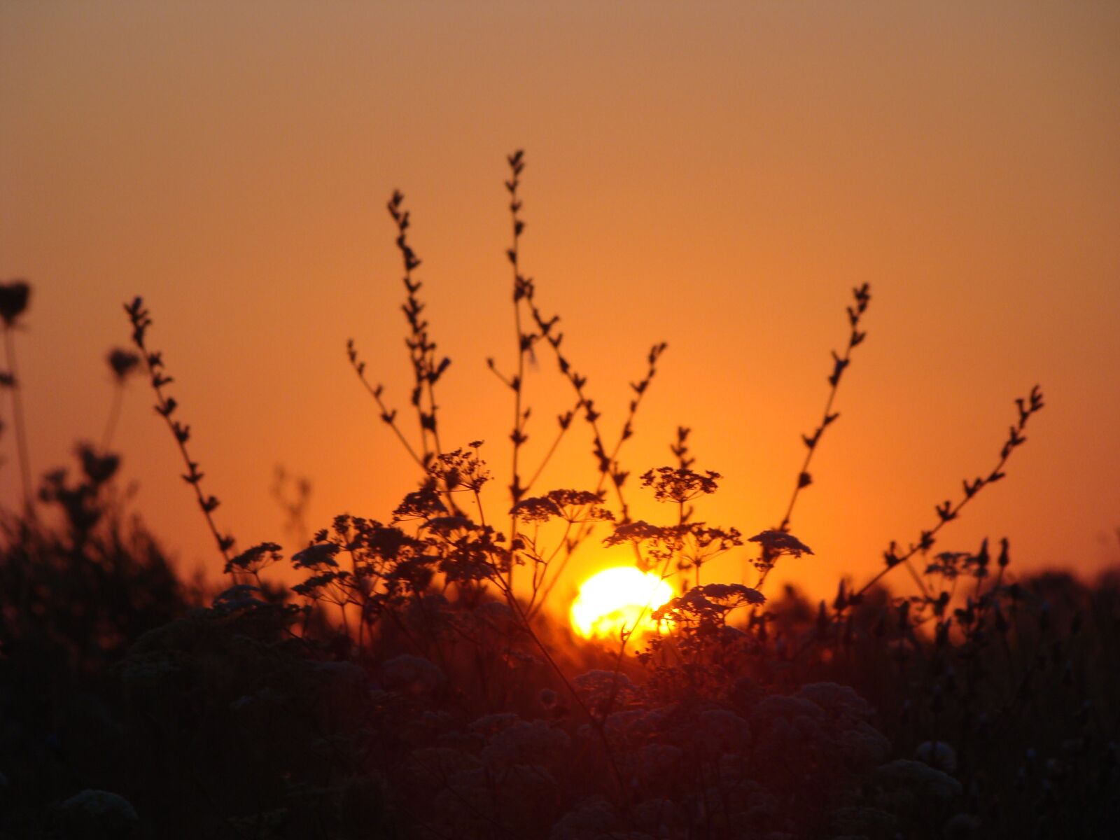 Sony DSC-H9 sample photo. Dawn, sun, field photography