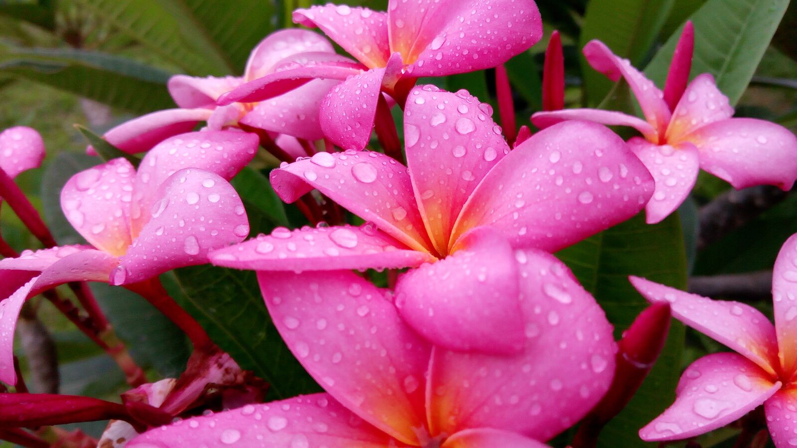 Infinix HOT5 sample photo. Pink, flower, waterdrops photography