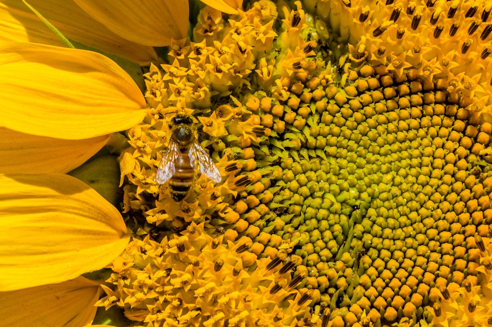 Canon EF 70-200mm F2.8L IS II USM sample photo. Sunflower, honey, bee photography